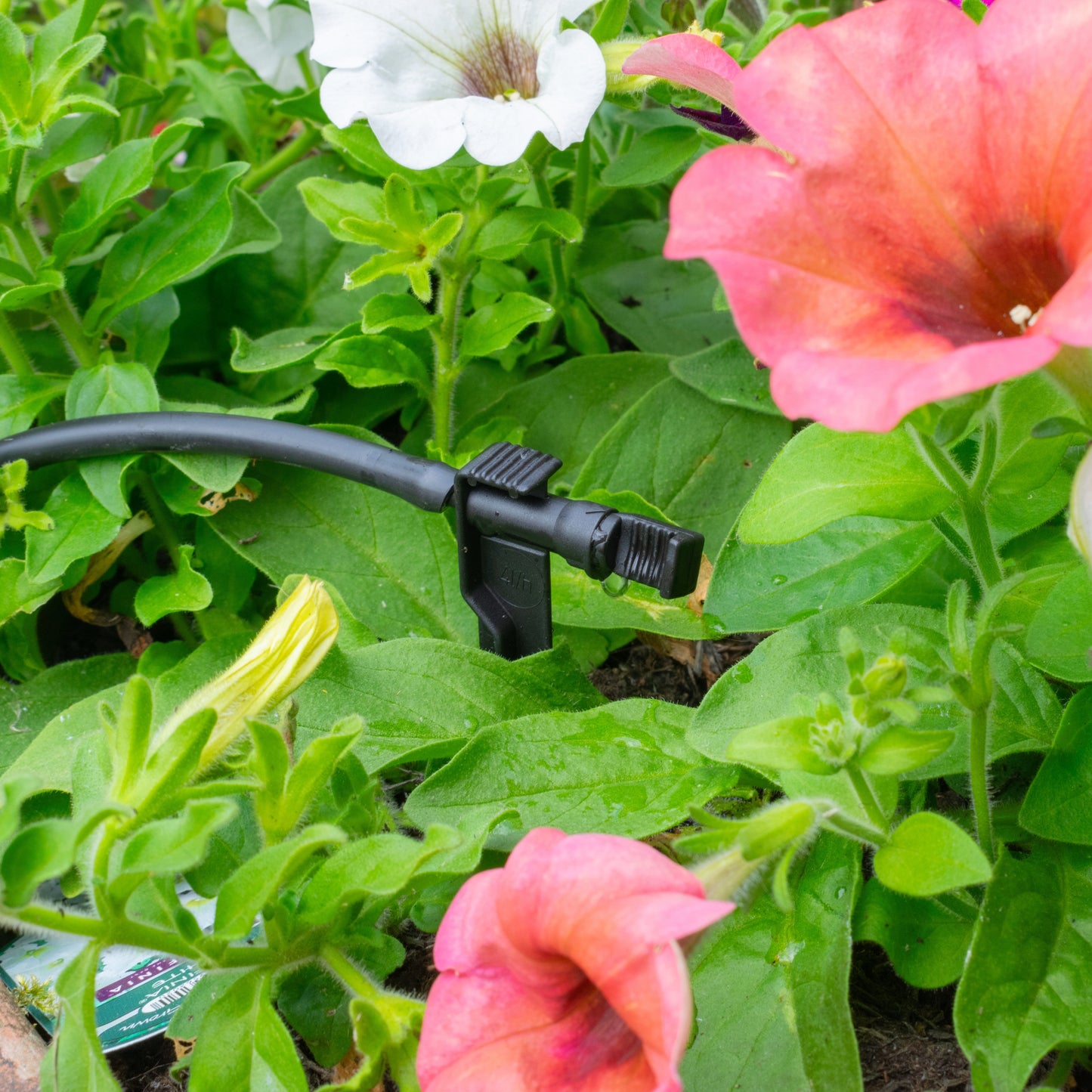 Antelco Midi Drip Dripper Emitters On Spike Barb Connector Micro Watering System