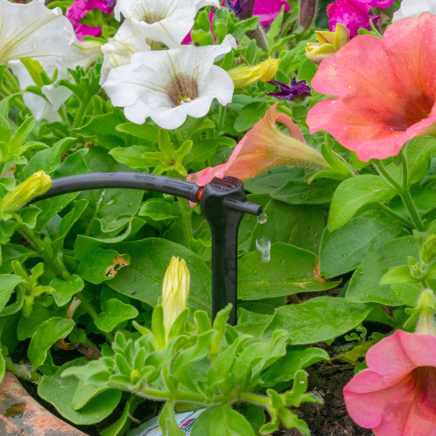 Antelco Asta Drip 2L H Pressure Compensating Spike Drippers Outdoor Watering Kit