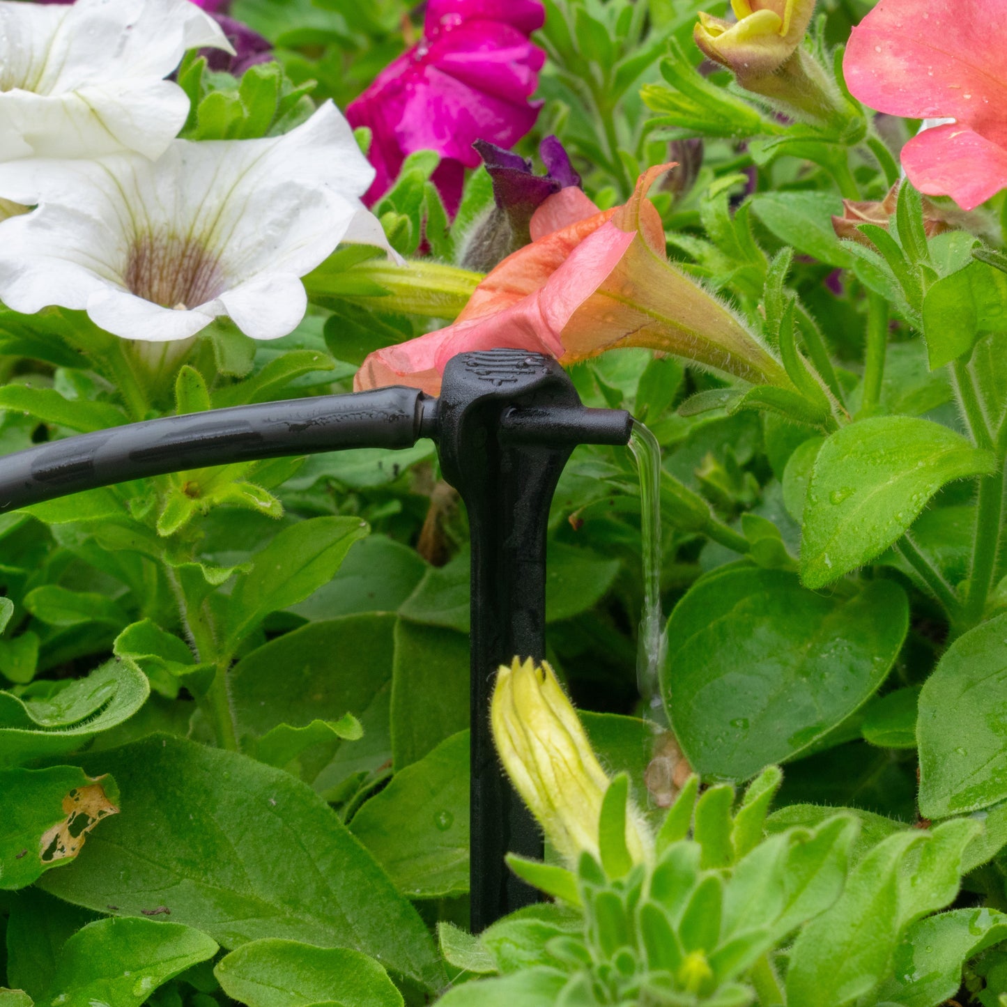 Antelco Asta Drip 4L H Pressure Compensating Spike Drippers Outdoor Watering Kit