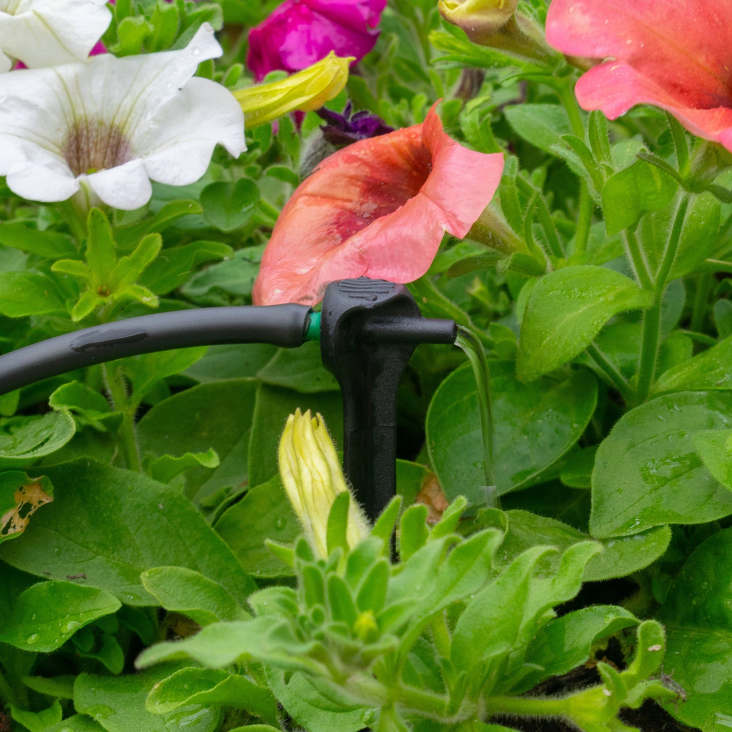 Antelco Asta Drip 8L H Pressure Compensating Spike Drippers Outdoor Watering Kit