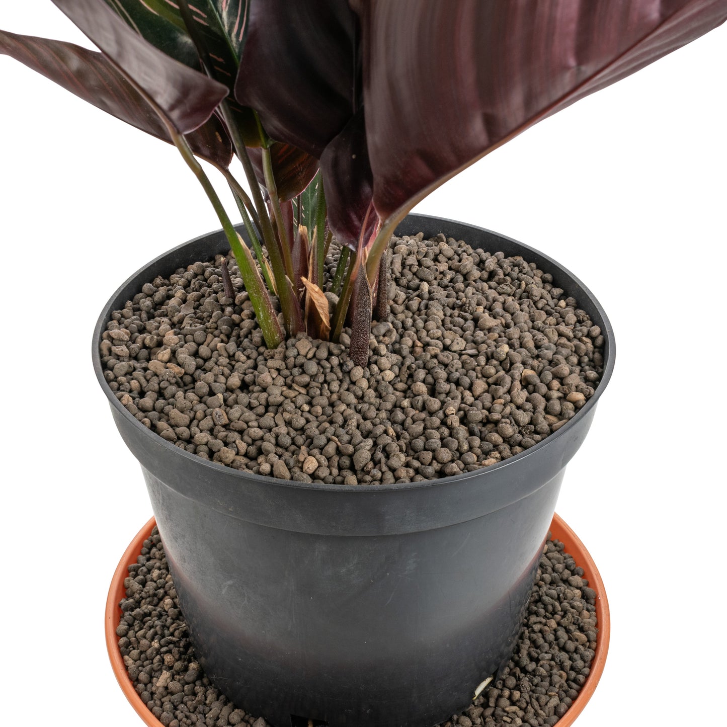 Expanded Clay Aggregate, KERAMZYT, Grade 1-4mm for Micro Watering System
