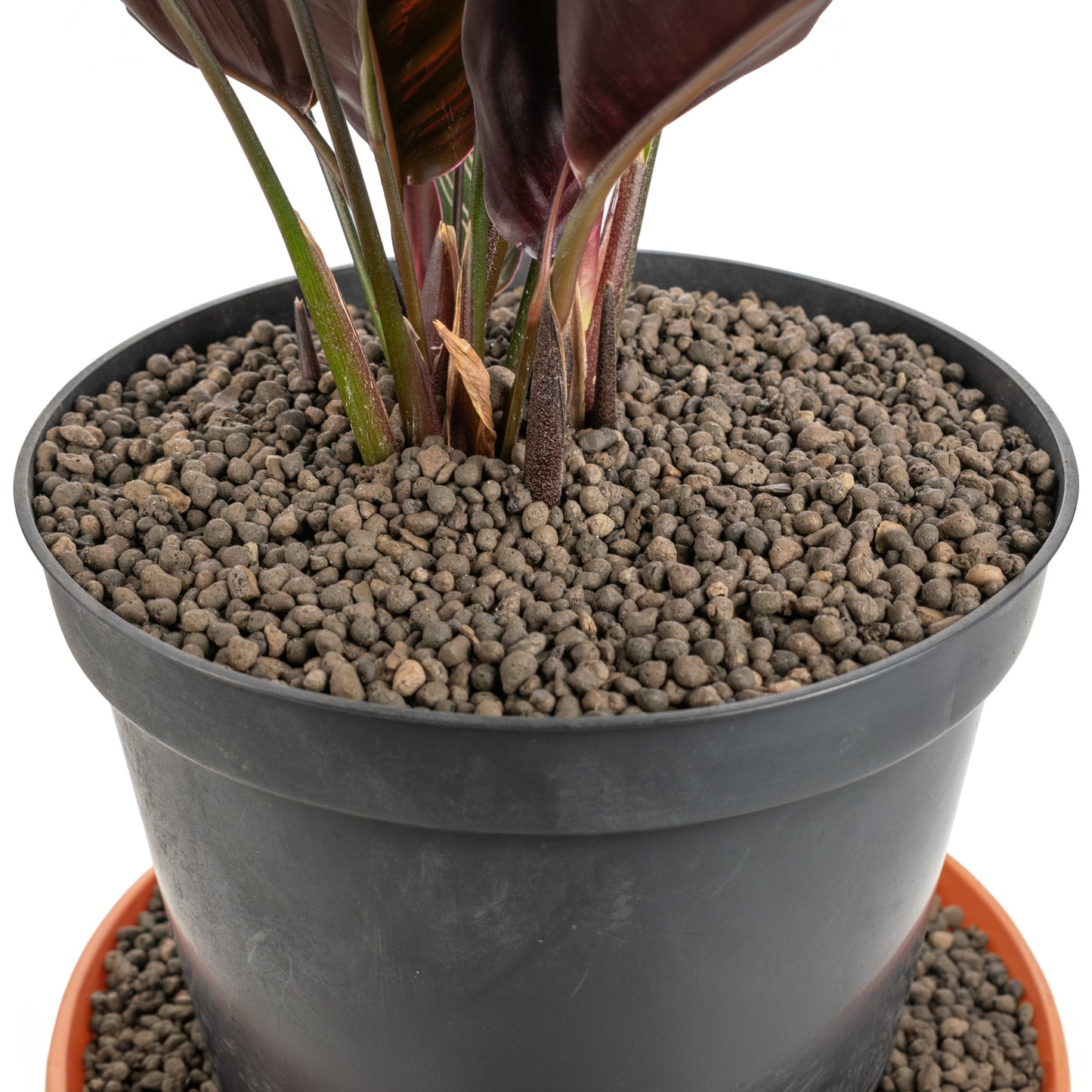 Expanded Clay Aggregate, KERAMZYT, Grade 1-4mm for Micro Watering System