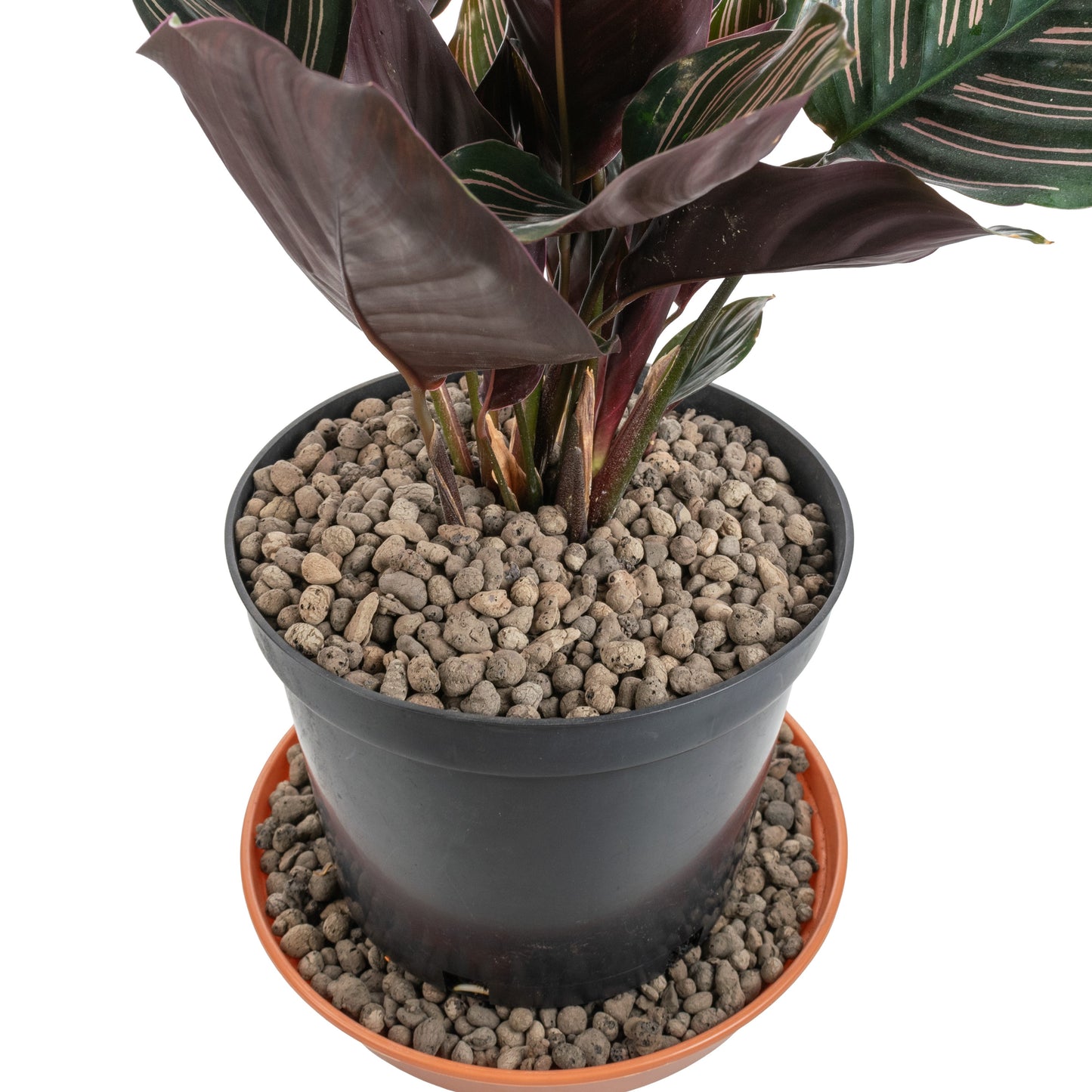 Expanded Clay Aggregate, KERAMZYT, Grade 4-8mm for Home and Garden Use