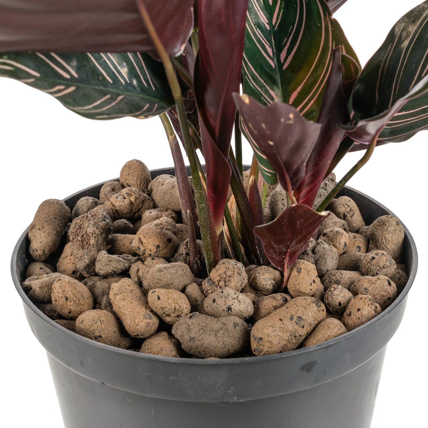 Expanded Clay Aggregate, KERAMZYT, Grade 8-16mm for Micro Watering System