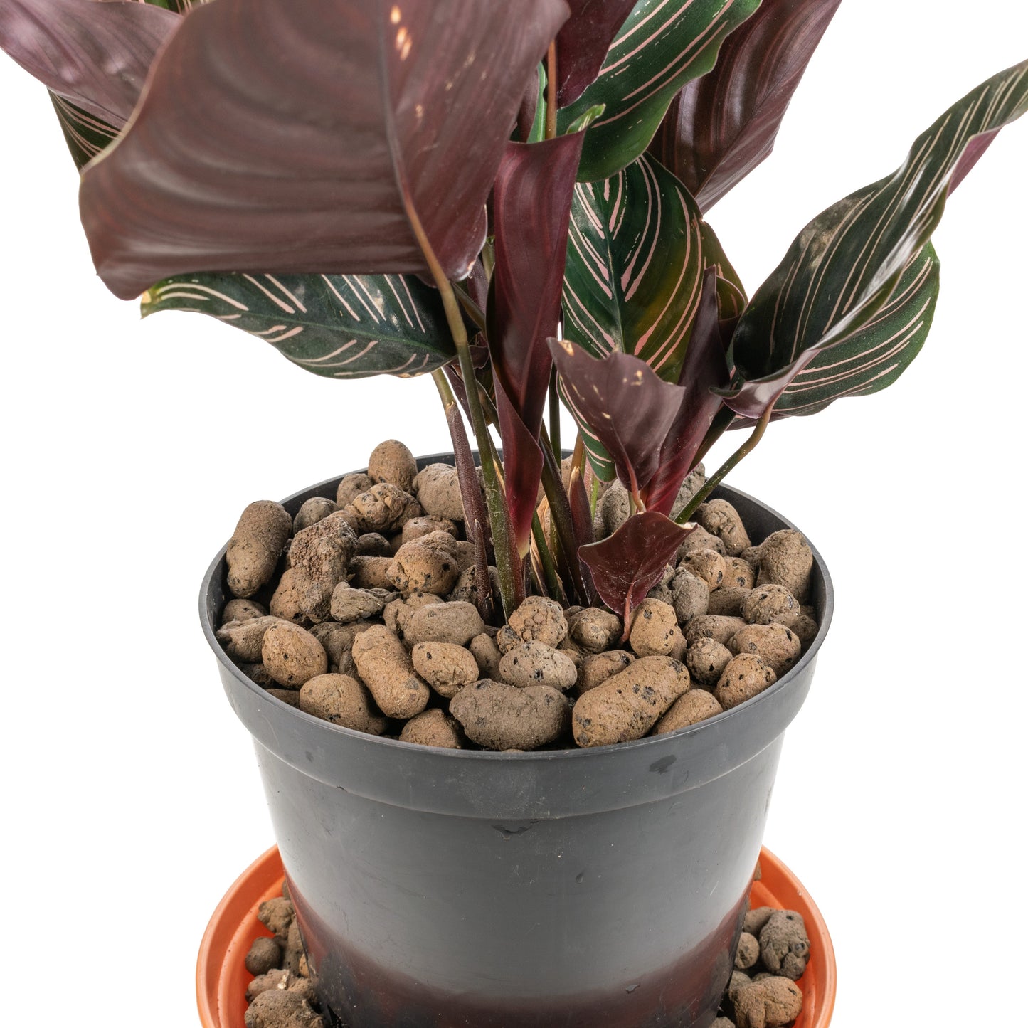 Expanded Clay Aggregate, KERAMZYT, Grade 8-16mm for Micro Watering System