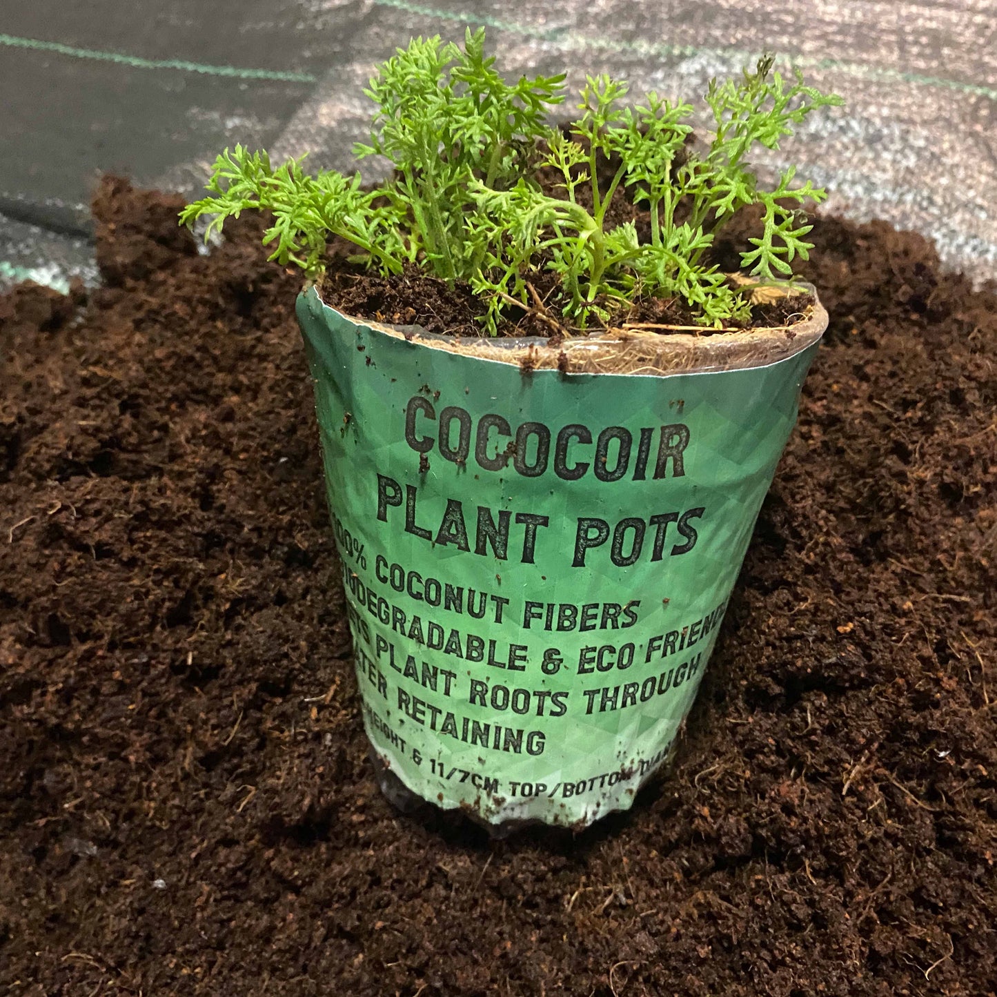 Coco Coir, Natural Growing Pot DIY Tool Accessory Home and Garden Use
