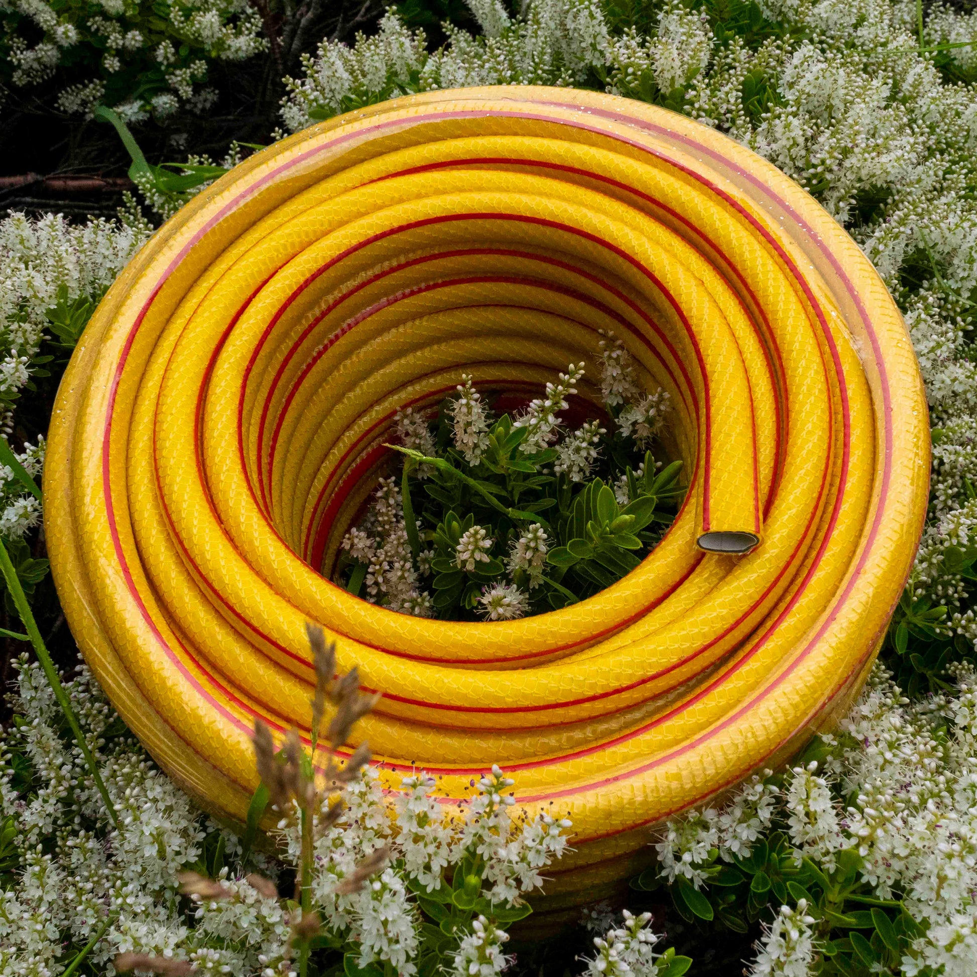 AP Supplies Premium Garden Hose Yellow with Geka Type Claw Fittings - 30m kit