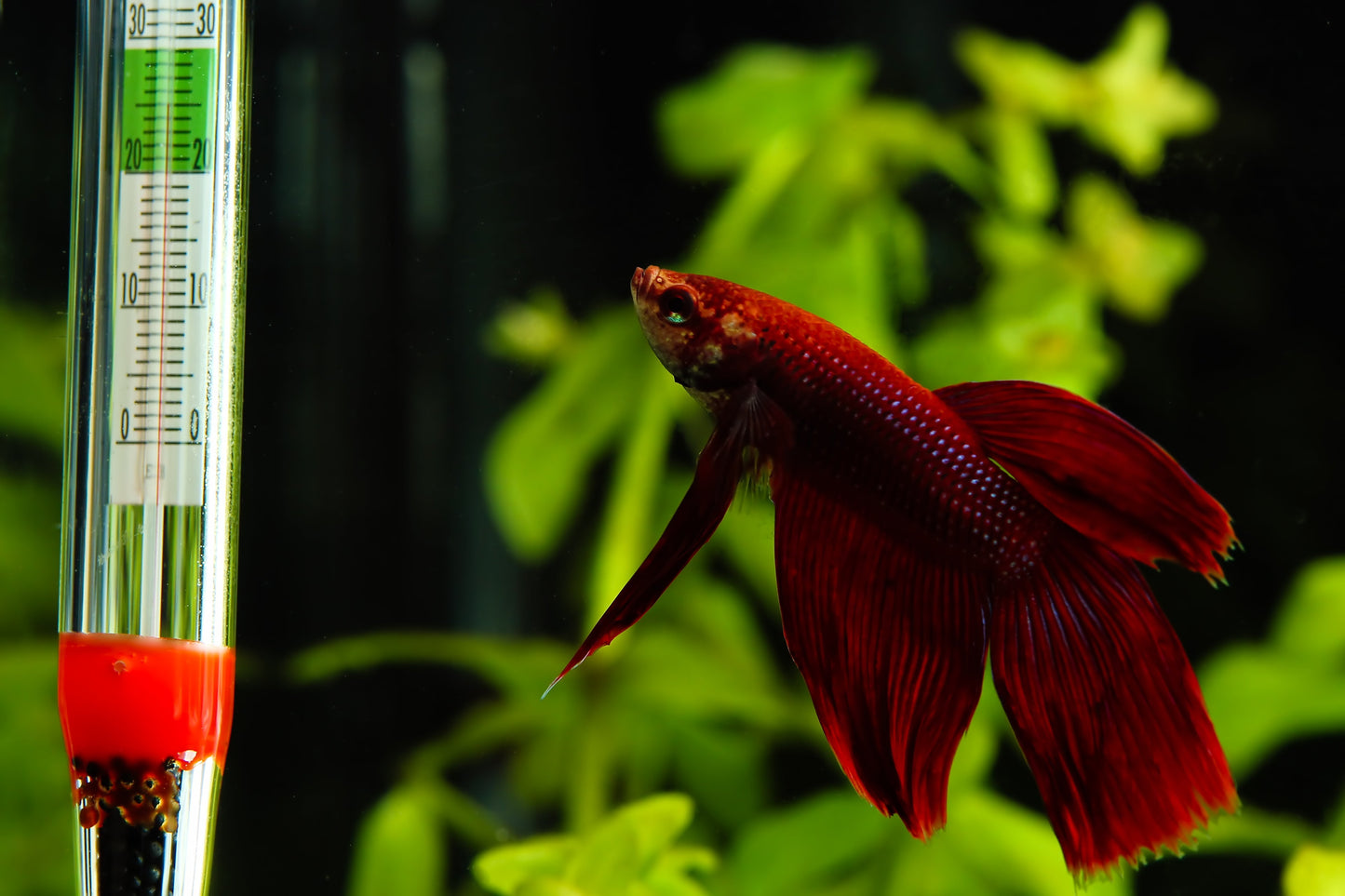 Aquarium Thermometer DIY Workshop Accessory Pet and Pond Supply